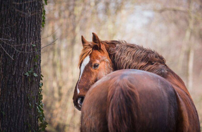 Tipps zum Sattelkauf
