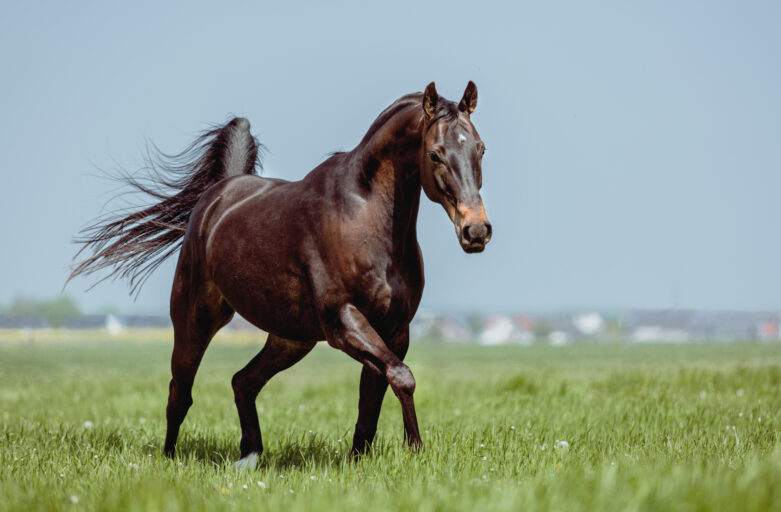 Warum läuft mein Pferd nicht richtig?
